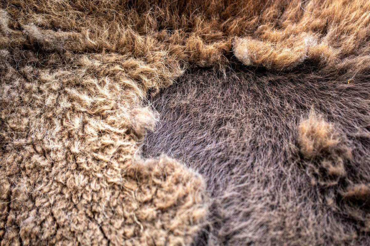 a close up of the fur of an elephant
